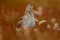 Magellanic Snipe, Gallinago paraguaiae magellanica, portrait in red grass