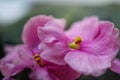 Magenta African violet - Saint-paulia