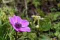 Anemone flowering in a garden in springtime Royalty Free Stock Photo