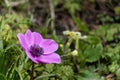 Anemone flowering in a garden in springtime