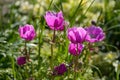 Magenta Anemone flowers in a garden Royalty Free Stock Photo