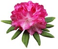 Magenta Azalea Flower Royalty Free Stock Photo