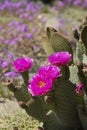 magenta beavertail cactus flowers blooming in a field of wildflowers at Anza Borrego Desert State Park
