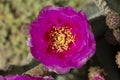 magenta beavertail cactus flowers blooming in a field of wildflowers at Anza Borrego Desert State Park Royalty Free Stock Photo