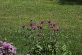 Magenta Bee balm flowers surrounded by grass and clover in Hales Corners, Wisconsin