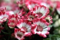 Magenta Bicolor- Pericallis Senetti flowers Royalty Free Stock Photo