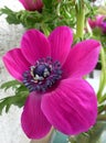 A magenta blooming anemone flower