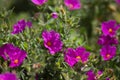 magenta blooms on Blarney Castle Grounds, Ireland