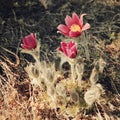 Magenta blooms in early spring - toned filter. First spring flowers.