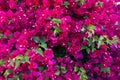 Magenta bougainvillea background