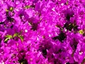 Magenta bougainvillea