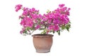 Magenta Bougainvillea flower bloom in pot isolated on white background. Royalty Free Stock Photo