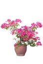 Magenta Bougainvillea flower in brown pot isolated on white background.