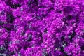 Magenta bougainvillea flowers as a background.Floral background. Royalty Free Stock Photo