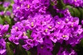 Magenta bougainvillea flowers Royalty Free Stock Photo