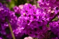 Magenta bougainvillea flowers Royalty Free Stock Photo