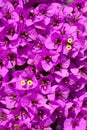 Magenta bougainvillea flowers Royalty Free Stock Photo