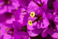 Magenta bougainvillea flowers Royalty Free Stock Photo