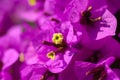 Magenta bougainvillea flowers Royalty Free Stock Photo