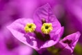 Magenta bougainvillea flowers Royalty Free Stock Photo