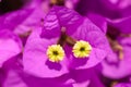 Magenta bougainvillea flowers Royalty Free Stock Photo