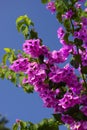 Magenta bougainvillea flowers Royalty Free Stock Photo