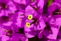 Magenta bougainvillea flowers Royalty Free Stock Photo