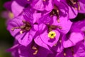 Magenta bougainvillea flowers Royalty Free Stock Photo