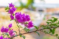 Magenta bougainvillea flowers. Bougainvillea flowers as a background. Floral background Royalty Free Stock Photo