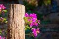 Magenta bougainvillea flowers. Bougainvillea flowers as a background. Royalty Free Stock Photo