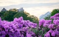 Magenta bougainvillea flowers at the park