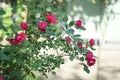 Magenta bush roses flowers in sunny summer yard