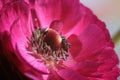 Magenta Buttercup Flower