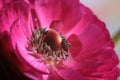 Magenta Buttercup Flower Royalty Free Stock Photo