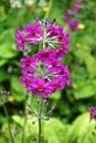 Magenta Candelabra Primrose - Primula bulleyana