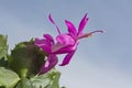 A Magenta Christmas Cactus Flower against a Blue Sky Royalty Free Stock Photo