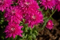 Magenta chrysanthemum close-up on a blurry background Royalty Free Stock Photo