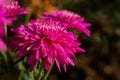 Magenta chrysanthemum close-up on a blurry background Royalty Free Stock Photo