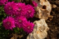 Magenta chrysanthemum close-up on a blurry background Royalty Free Stock Photo