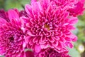 Magenta Chrysanthemum or Mums Flowers in Garden with Natural Light on Zoom View Royalty Free Stock Photo