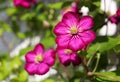 Magenta clematis flowers as blind Royalty Free Stock Photo