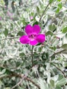 Magenta color flowers of Barometer Brush, Silverleaf, Texas Ranger Plants, Texas Sage, Leucophyllum Frutescens, Ash plant, purple Royalty Free Stock Photo