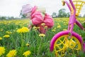 Magenta color kids tricycle with yellow wheels and little toddler girl collecting dandelion flowers at spring meadow Royalty Free Stock Photo