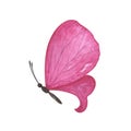 Magenta light butterfly with detailed wings isolated. Watercolor hand drawn realistic insect llustration for design