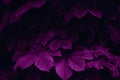 Magenta colored abstract nature scene. Hornbeam leaves in a dark forest. Creative design concept Royalty Free Stock Photo
