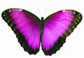 Magenta colored butterfly isolated on white background with spread wings