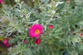 1 magenta colored flower of Michaelmas daisies in October Royalty Free Stock Photo