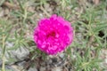 Magenta Colored Flower