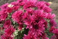 Magenta-colored flowers of Chrysanthemums in November