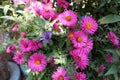 Magenta colored flowers of Michaelmas daisies in October Royalty Free Stock Photo